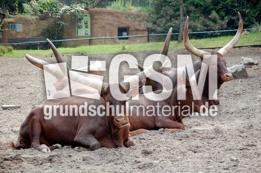 Watussi - Rinder.JPG